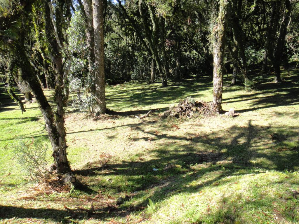 Terreno com 545m² no bairro Altos Pinheiros em Canela para Comprar