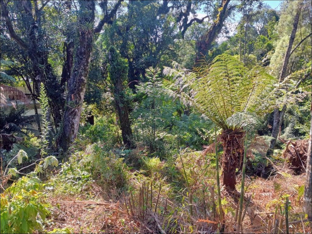 Terreno com 641m² no bairro Carniel em Gramado para Comprar