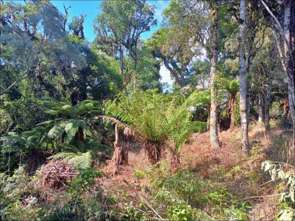 Terreno com 641m² no bairro Carniel em Gramado para Comprar