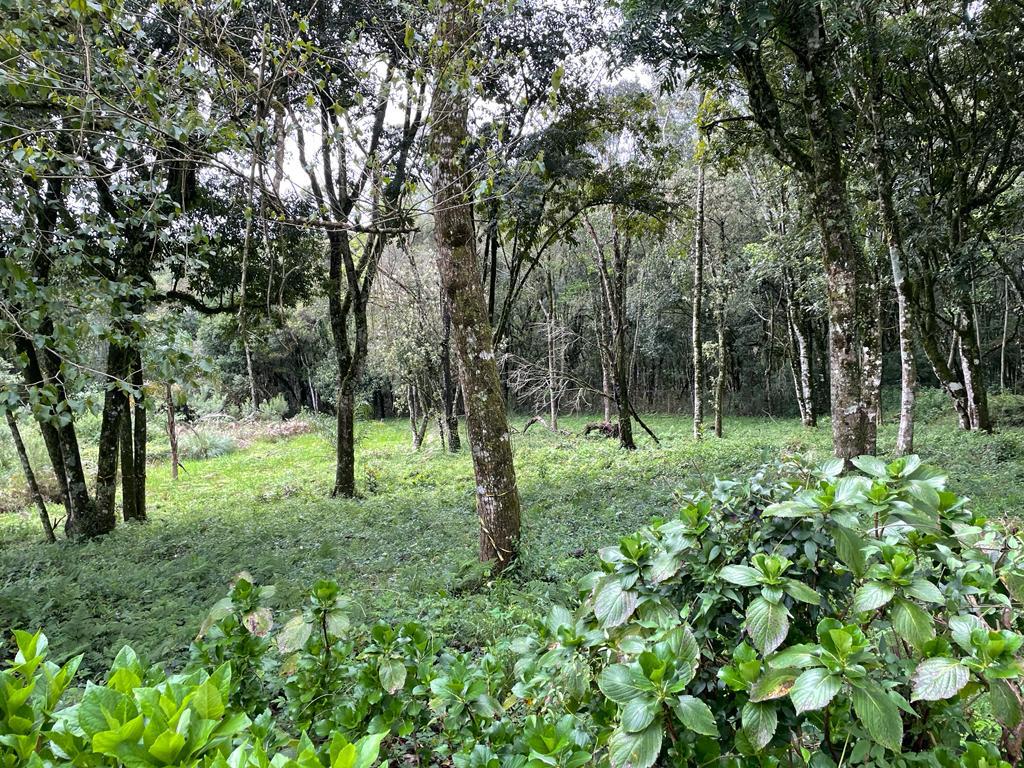 Terreno com 1596m² no bairro Golf Club em Gramado para Comprar