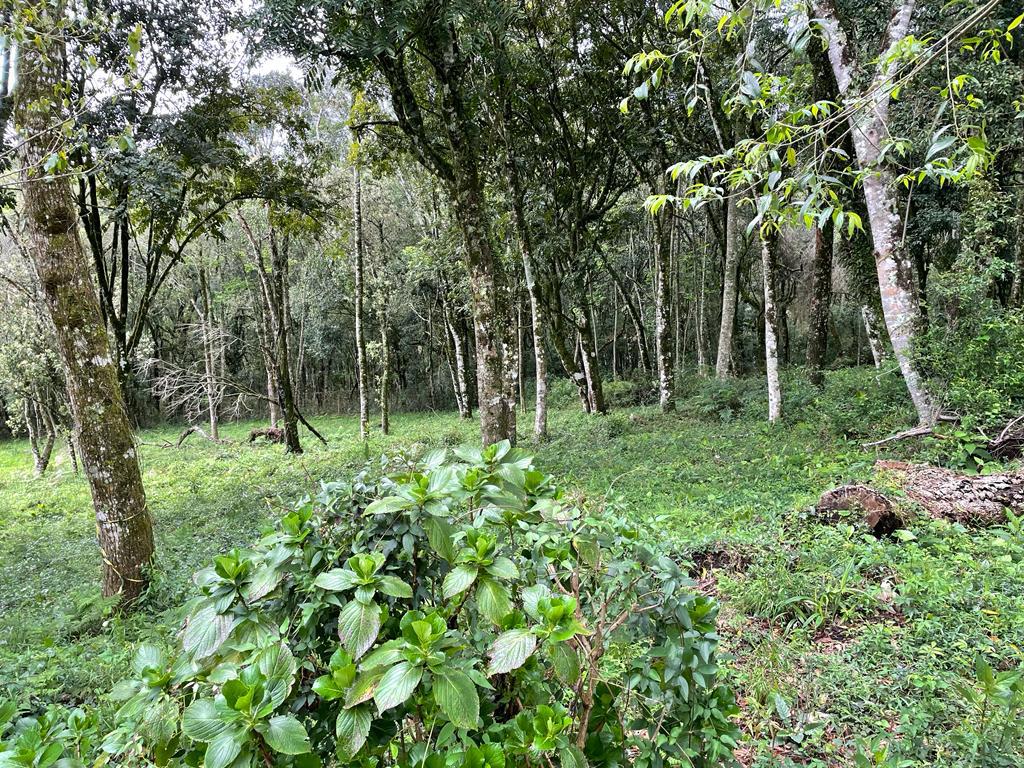 Terreno com 1596m² no bairro Golf Club em Gramado para Comprar