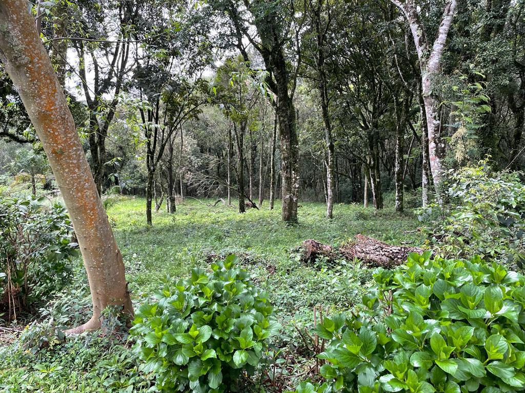 Terreno com 1596m² no bairro Golf Club em Gramado para Comprar