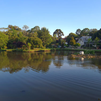 Ipê Amarelo em Gramado