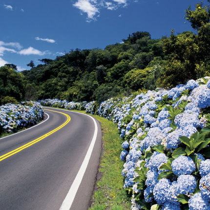 Três Pinheiros em Gramado