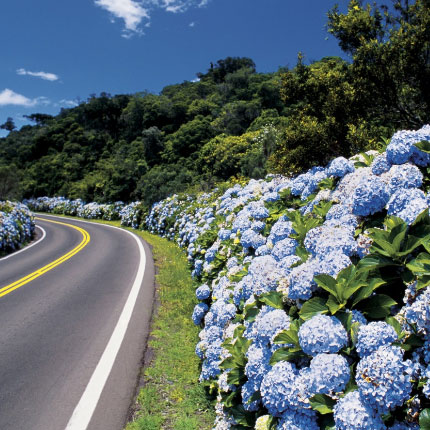 Vale dos Pinheiros em Gramado